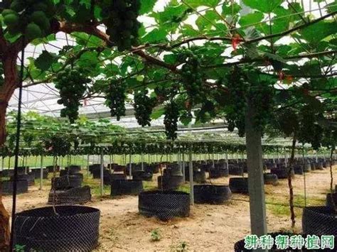 種植果樹|種植果樹：如何以及何時進行